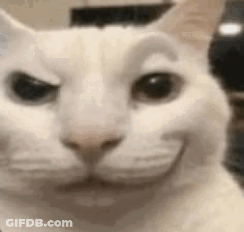 A Close Up Of A White Cat 'S Face With A Funny Face . GIF