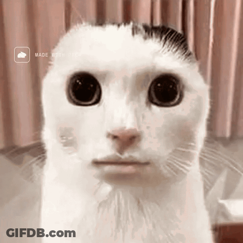 A Close Up Of A White Cat 'S Face With A Made With Video Icon Behind It GIF