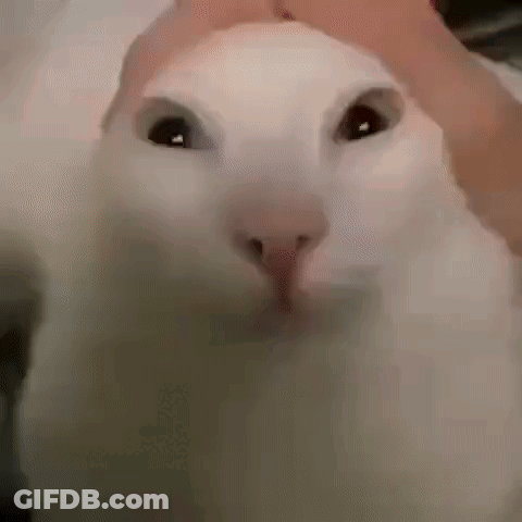 A Close Up Of A White Cat 'S Face With A Person Petting It . GIF