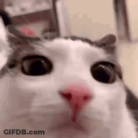 A Close Up Of A White Cat 'S Face With A Pink Nose . GIF