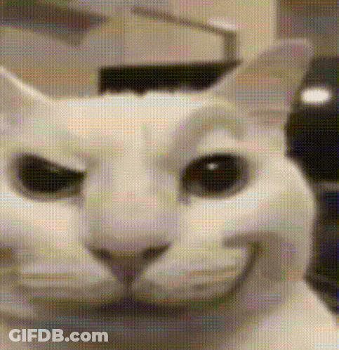 A Close Up Of A White Cat 'S Face With A Smile On Its Face . GIF