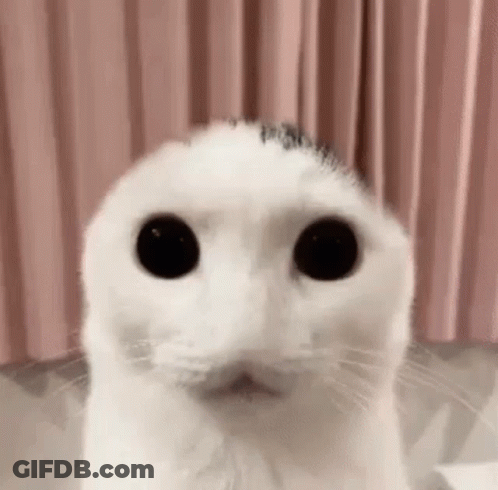 A Close Up Of A White Cat 'S Face With Big Black Eyes . GIF