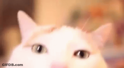 A Close Up Of A White Cat 'S Face With Its Eyes Looking At The Camera . GIF