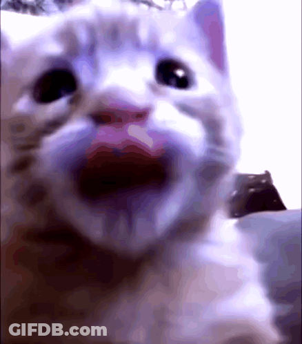 A Close Up Of A White Cat 'S Face With Its Mouth Open GIF