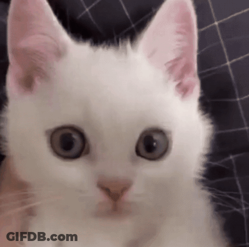 Close-Up Of White Cat Face With Pink Ears GIF
