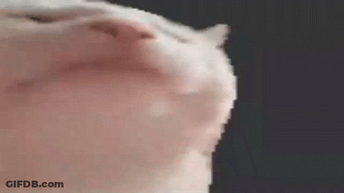A Close Up Of A White Cat 'S Nose Against A Dark Background . GIF