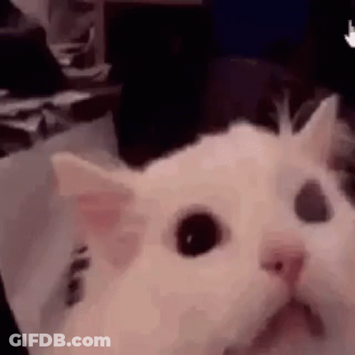 A Close Up Of A White Cat Sitting On A Table . GIF
