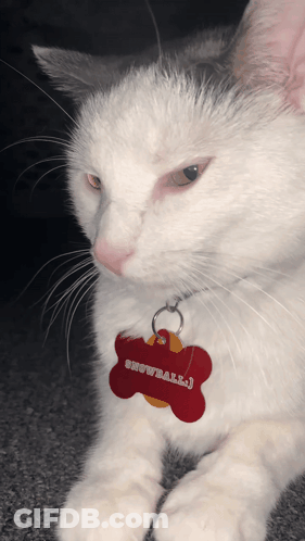 A Close Up Of A White Cat With A Red Tag That Says Snowball GIF