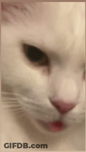 A Close Up Of A White Cat With A Red Tongue Sticking Out . GIF