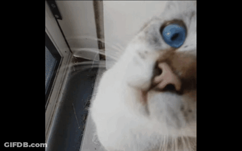 A Close Up Of A White Cat With Blue Eyes GIF