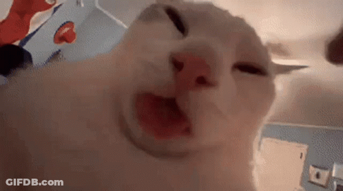 A Close Up Of A White Cat With Its Mouth Open And Its Eyes Closed . GIF