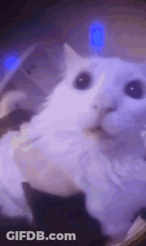 A Close Up Of A White Cat With Purple Eyes Laying On A Purple Surface . GIF