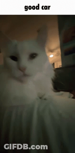 A Close Up Of A White Cat With The Caption Good Car GIF
