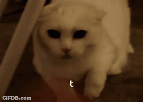 A Close Up Of A White Cat With The Letter T Above It GIF
