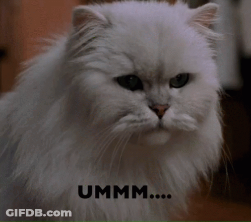 A Close Up Of A White Cat With The Word Ummm Written Above It GIF