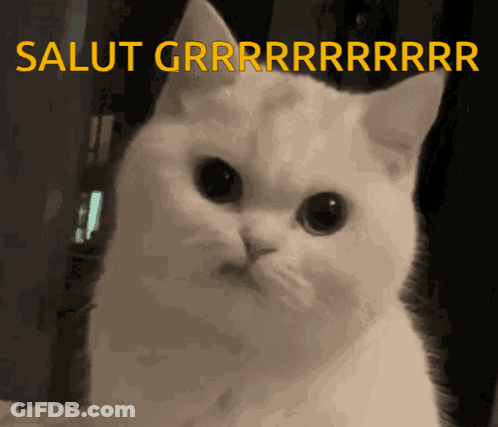 A Close Up Of A White Cat With The Words Salut Grrr Written In Yellow Letters GIF