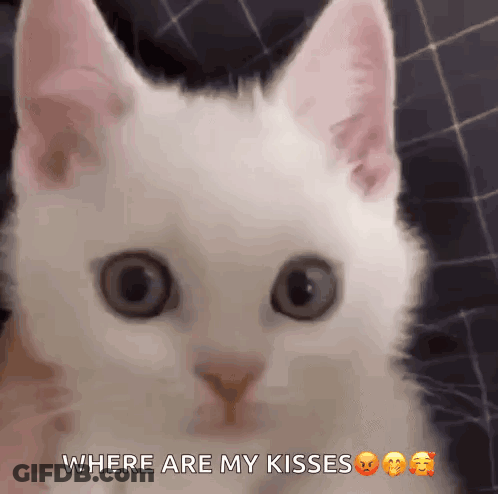 A Close Up Of A White Cat With The Words Where Are My Kisses GIF