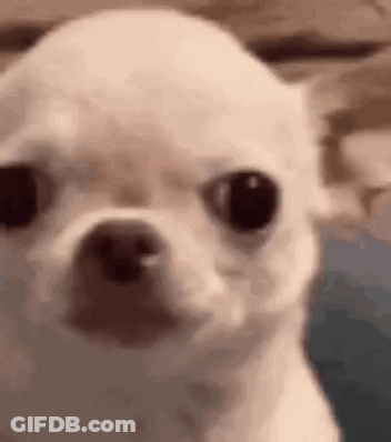 A Close Up Of A White Chihuahua Looking At The Camera With A Surprised Look On Its Face . GIF