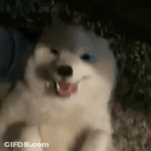 A Close Up Of A White Dog Laying Down With Its Tongue Hanging Out . GIF