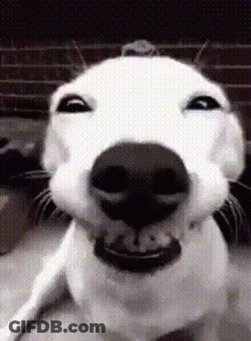 A Close Up Of A White Dog Making A Face GIF