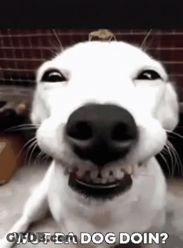 A Close Up Of A White Dog Making A Funny Face And Saying Wut Da Dog Doin . GIF