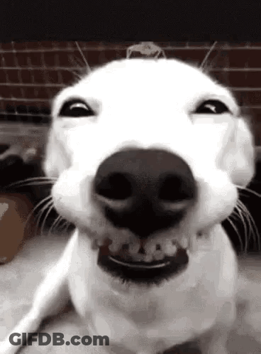 A Close Up Of A White Dog Making A Funny Face With Its Mouth Open . GIF
