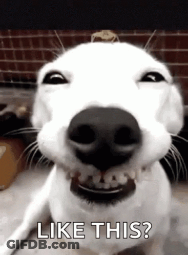 A Close Up Of A White Dog Making A Funny Face With The Words `` Like This '' Written Below It . GIF