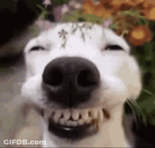A Close Up Of A White Dog Making A Funny Face . GIF