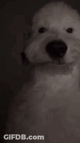 A Close Up Of A White Dog 'S Face In The Dark GIF