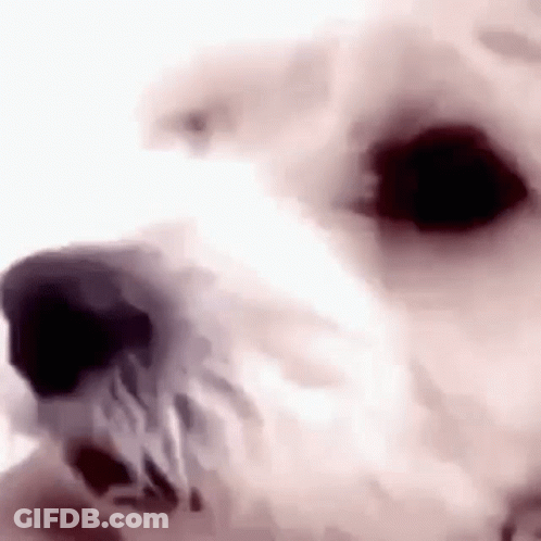 A Close Up Of A White Dog 'S Face With A Black Nose On A White Background . GIF