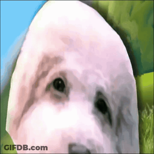 A Close Up Of A White Dog 'S Face With A Blue Sky In The Background GIF