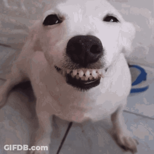 A Close Up Of A White Dog 'S Face With A Smiley Face GIF