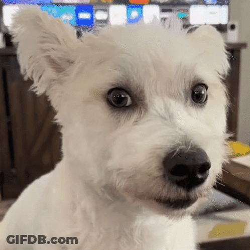 A Close Up Of A White Dog 'S Face With A TV In The Background GIF