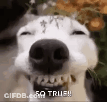 A Close Up Of A White Dog 'S Face With Its Eyes Closed And Mouth Open . GIF