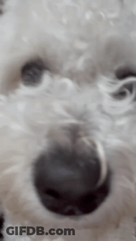 A Close Up Of A White Dog 'S Face With Its Mouth Open GIF