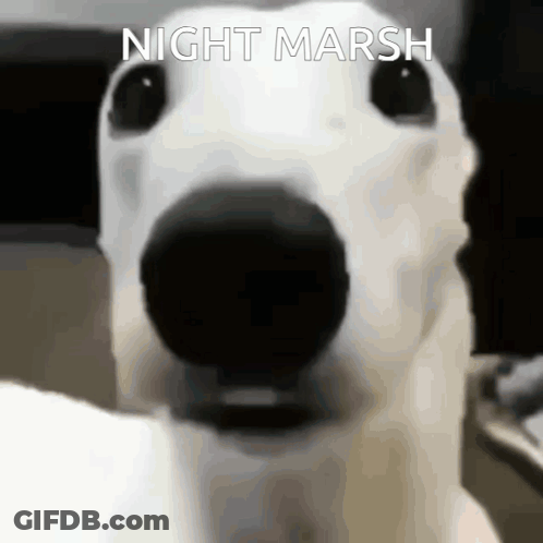 A Close Up Of A White Dog 'S Face With The Words `` Night Marsh '' Written On It . GIF