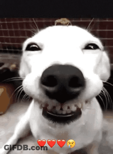 A Close Up Of A White Dog 'S Face With Three Hearts Around It GIF