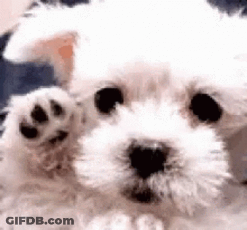 A Close Up Of A White Dog 'S Paw . GIF