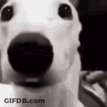 A Close Up Of A White Dog With A Black Nose . GIF