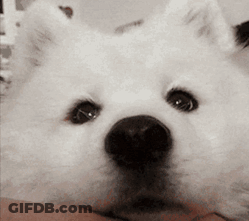 A Close Up Of A White Dog With A Black Nose Looking At The Camera GIF