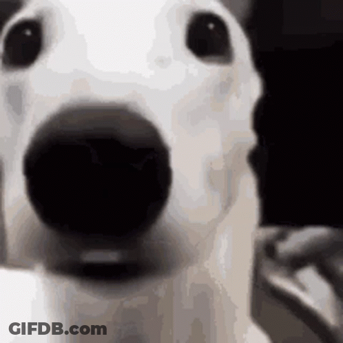 A Close Up Of A White Dog With A Black Nose . GIF