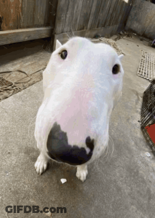 A Close Up Of A White Dog With A Black Spot On Its Nose GIF