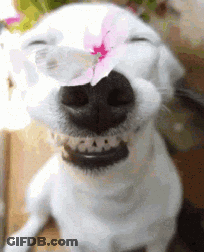 A Close Up Of A White Dog With A Flower On Its Nose . GIF