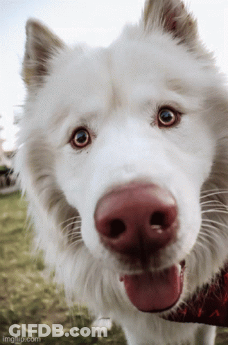 A Close Up Of A White Dog With A Red Nose And Its Tongue Hanging Out GIF