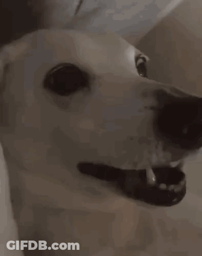 A Close Up Of A White Dog With Its Mouth Open . GIF