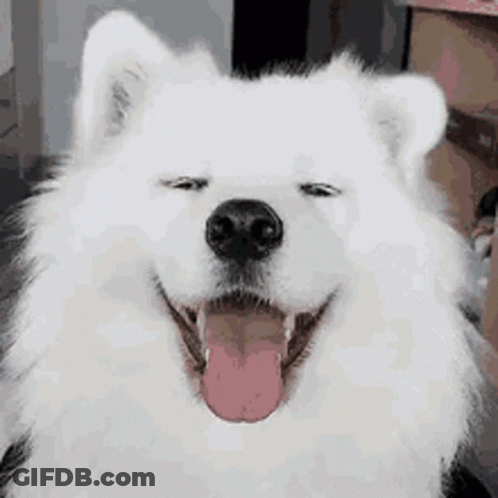 A Close Up Of A White Dog With Its Tongue Out . GIF