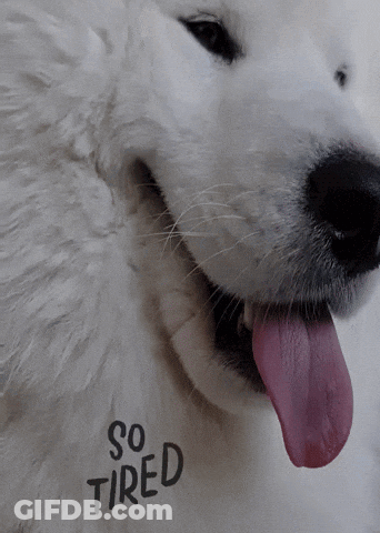White Dog With So Tired Text GIF