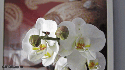 A Close Up Of A White Flower With A Picture Behind It GIF