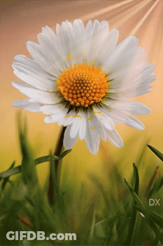 A Close Up Of A White Flower With A Yellow Center And The Letters Dx Below It GIF