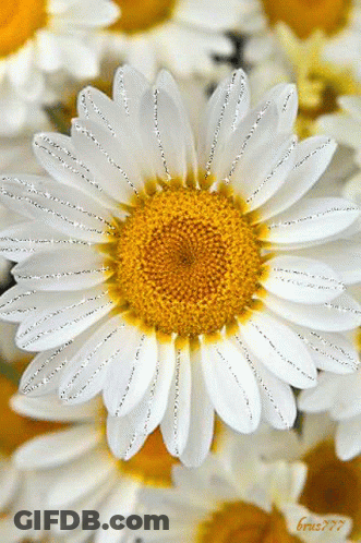 A Close Up Of A White Flower With A Yellow Center Surrounded By Other Daisies GIF